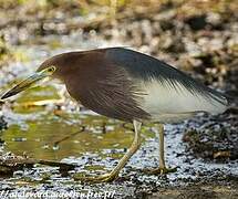 Chinese Pond Heron