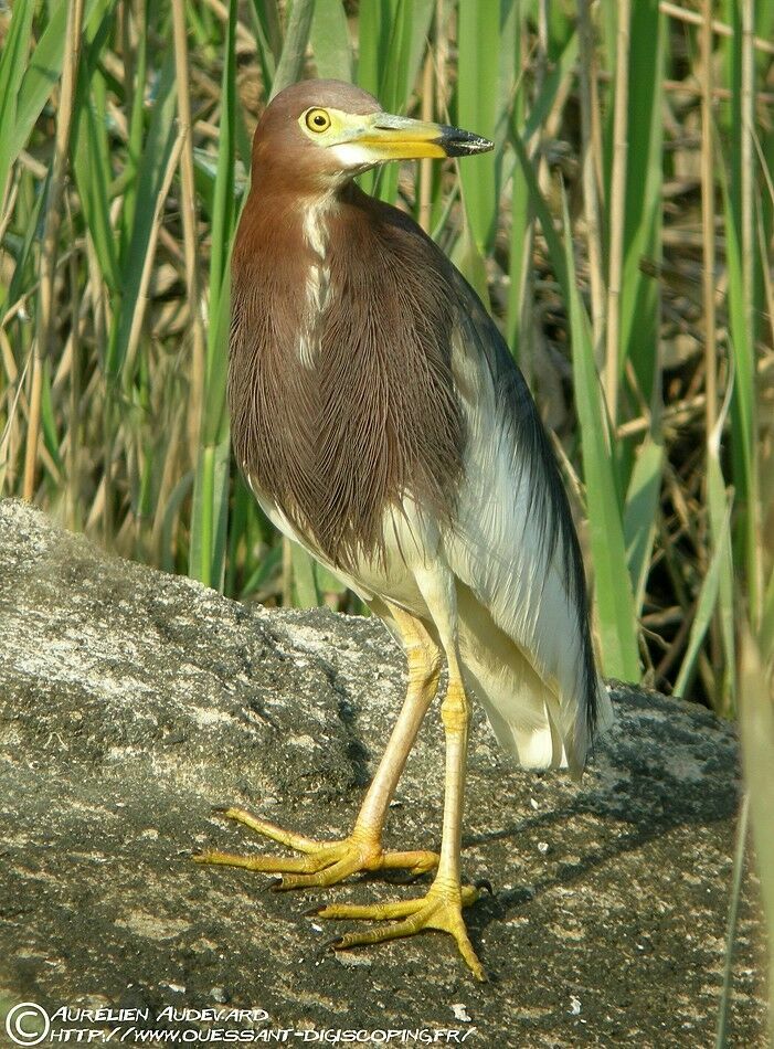 Chinese Pond Heronadult breeding, identification