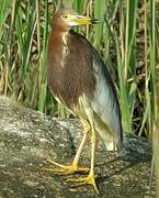 Chinese Pond Heron