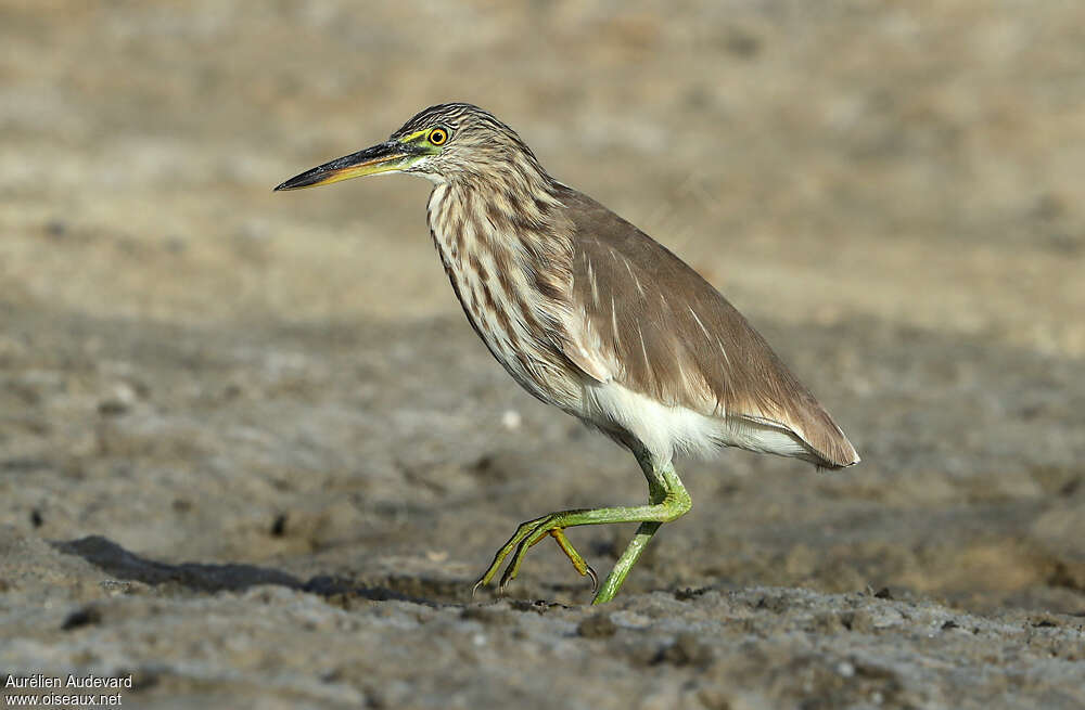 Indian Pond Heronadult post breeding, identification