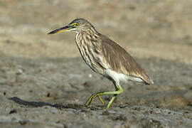 Indian Pond Heron