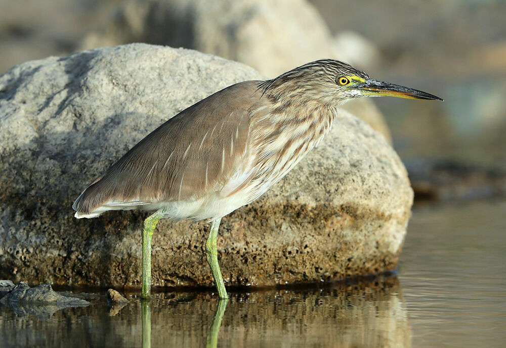 Indian Pond Heron