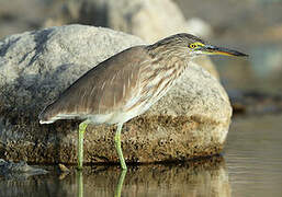 Indian Pond Heron