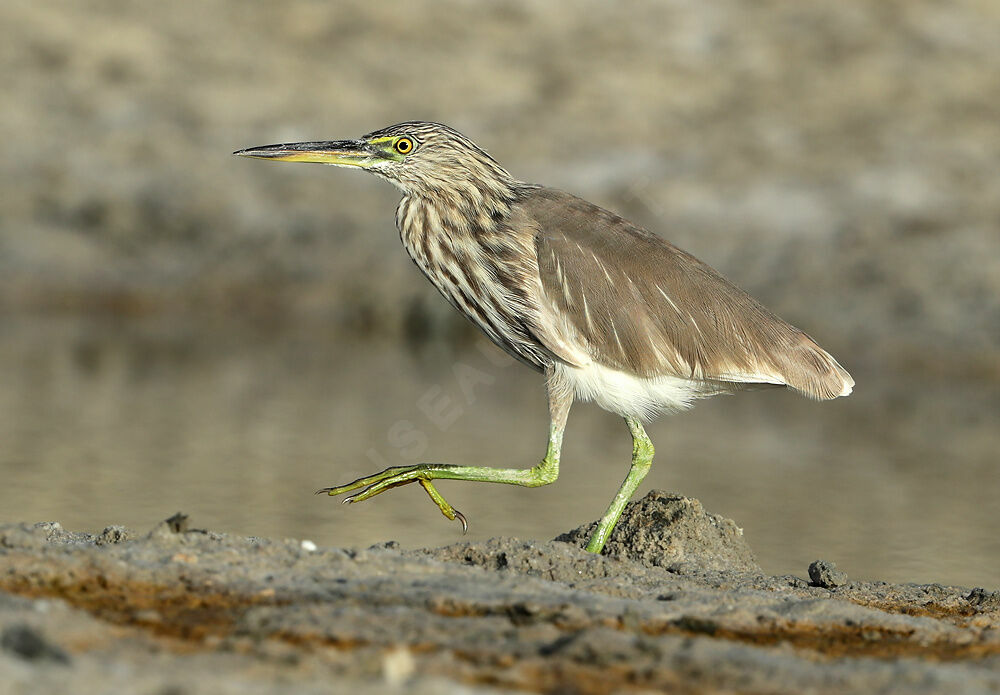 Indian Pond Heron