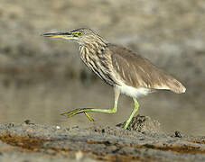 Indian Pond Heron