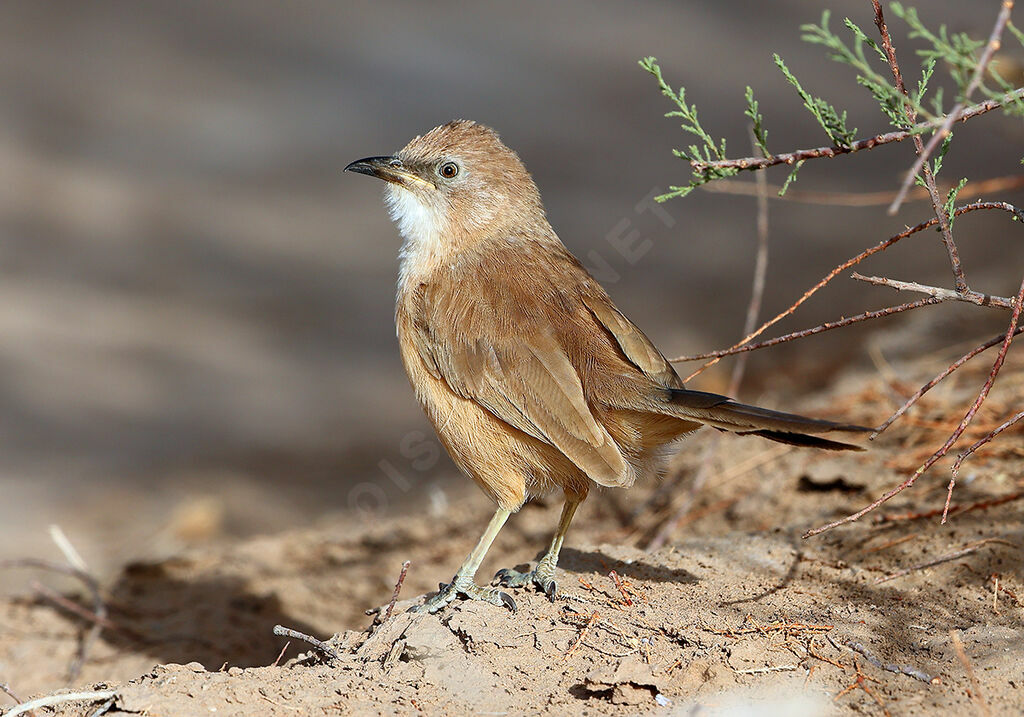 Fulvous Babbler