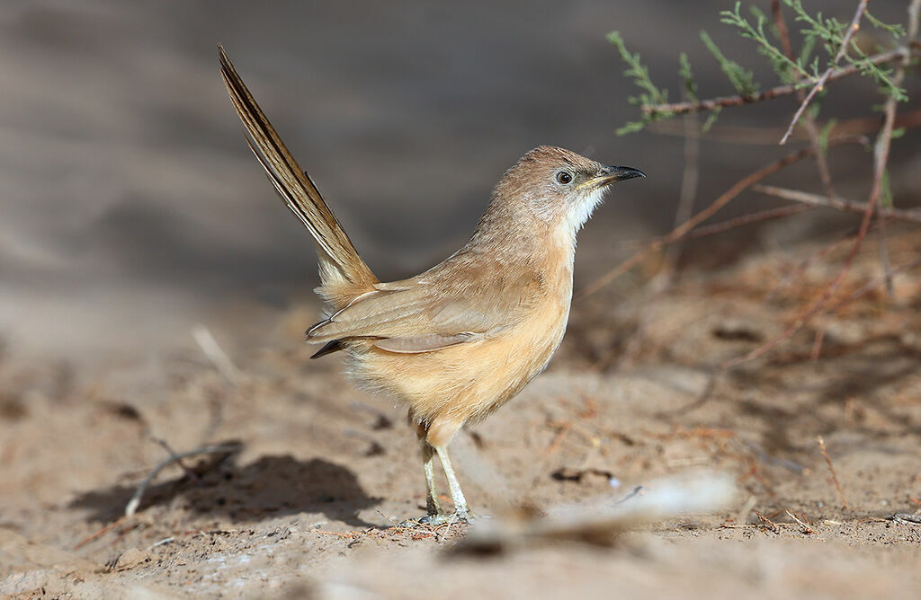 Cratérope fauveadulte, identification