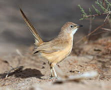 Fulvous Babbler