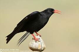 Red-billed Chough