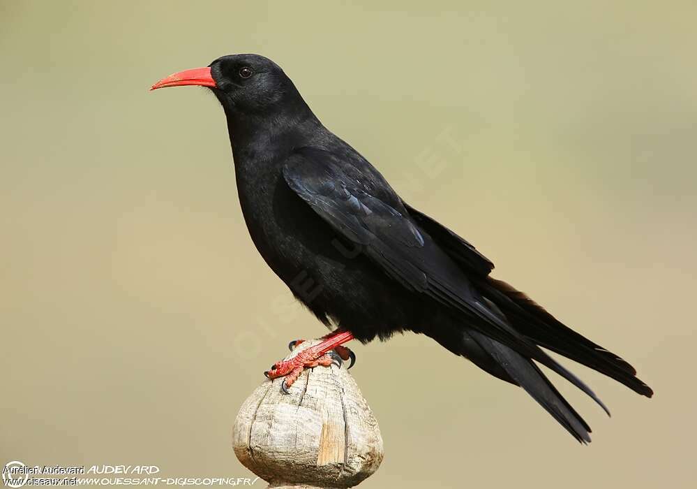 Red-billed Choughadult breeding, identification