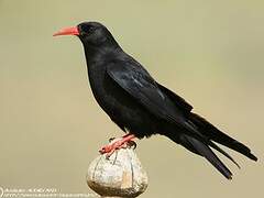 Red-billed Chough