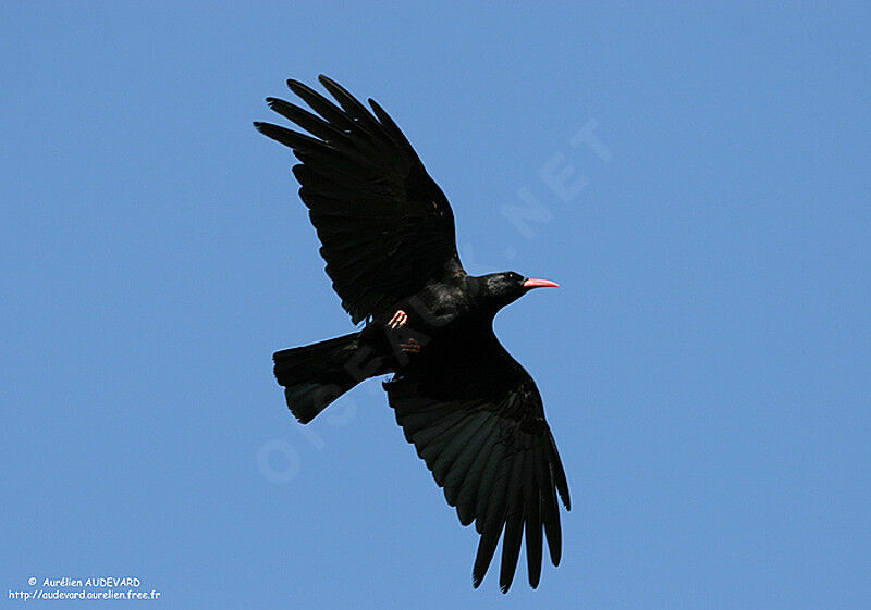 Red-billed Chough