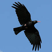 Red-billed Chough