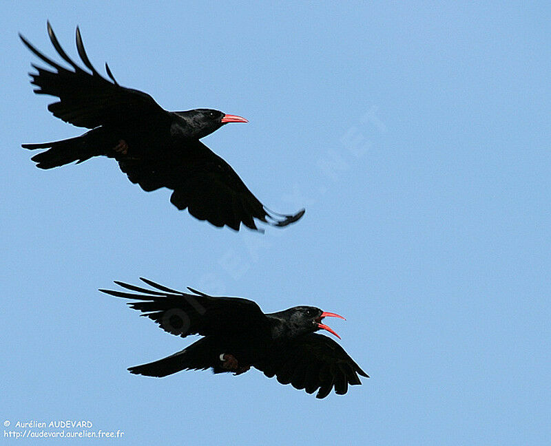 Red-billed Chough