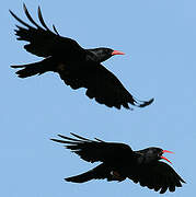 Red-billed Chough