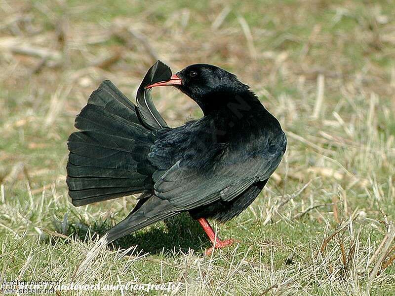 Red-billed Choughadult, care