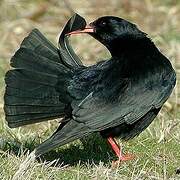 Red-billed Chough