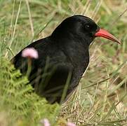 Red-billed Chough