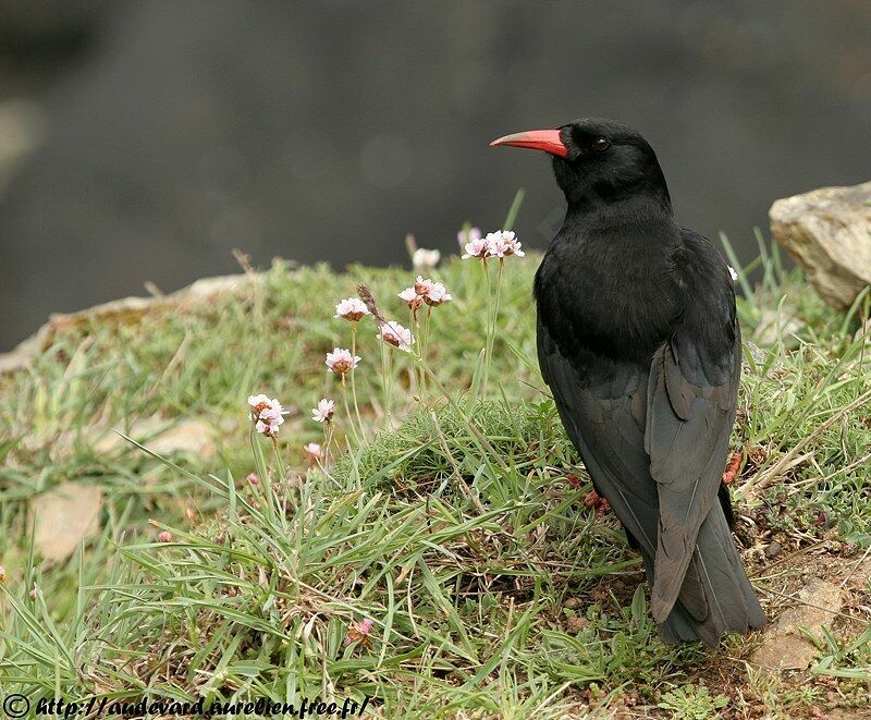 Red-billed Choughadult breeding