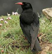 Red-billed Chough