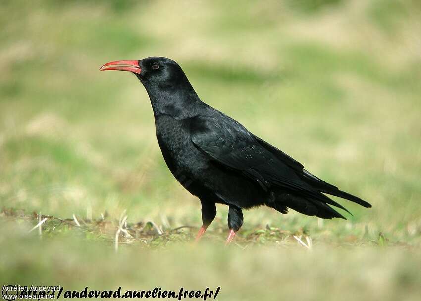 Red-billed Choughadult