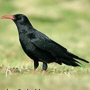 Red-billed Chough