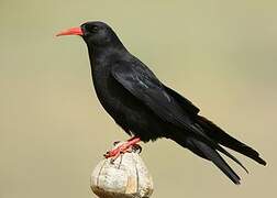 Red-billed Chough