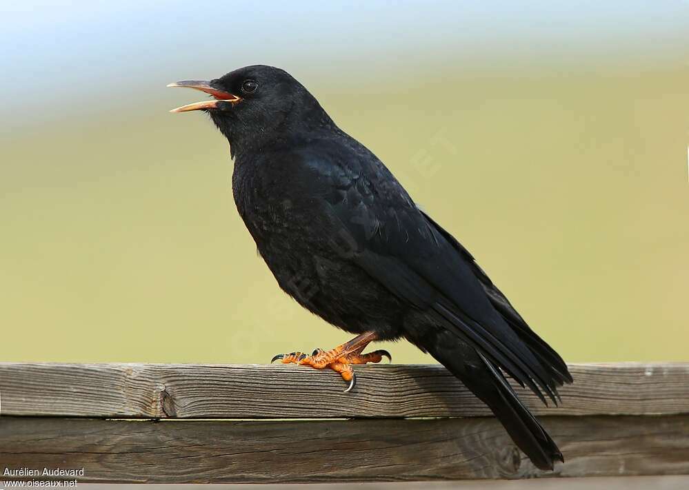 Red-billed Choughjuvenile, identification