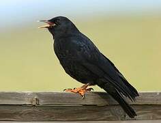 Red-billed Chough