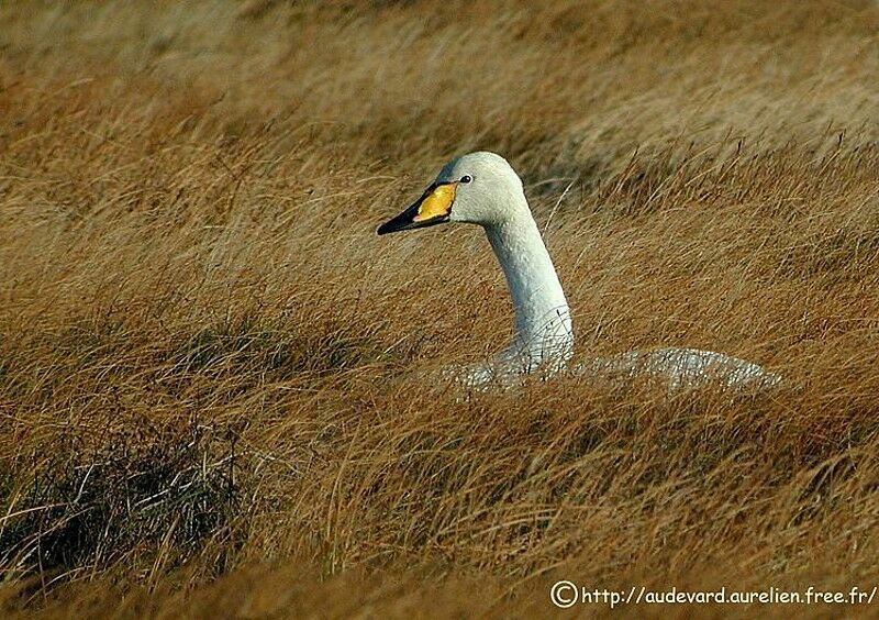 Cygne chanteur