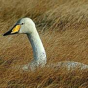 Whooper Swan