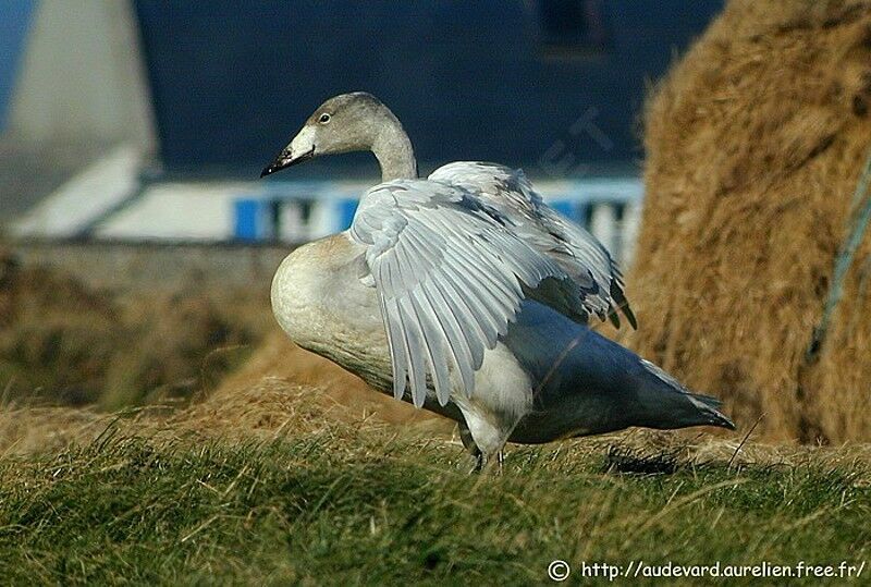 Cygne chanteur