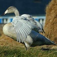 Cygne chanteur