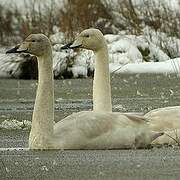 Whooper Swan