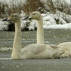 Cygne chanteur