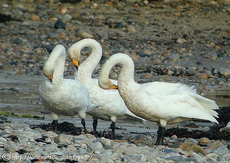 Cygne chanteur