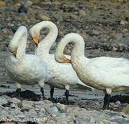 Whooper Swan