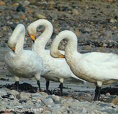 Cygne chanteur