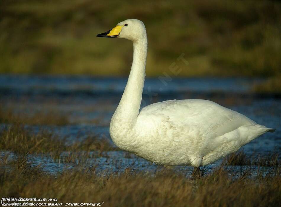 Whooper Swanadult, identification