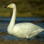 Cygne chanteur