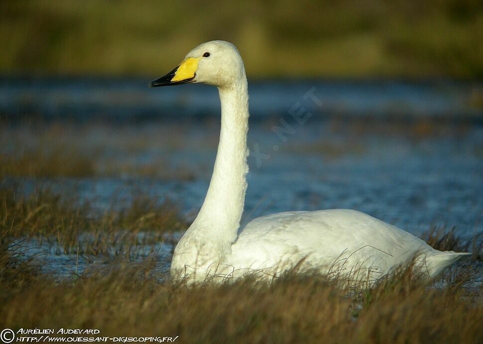 Cygne chanteuradulte internuptial, identification