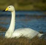 Cygne chanteur