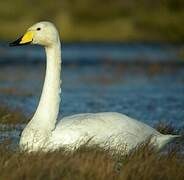 Whooper Swan