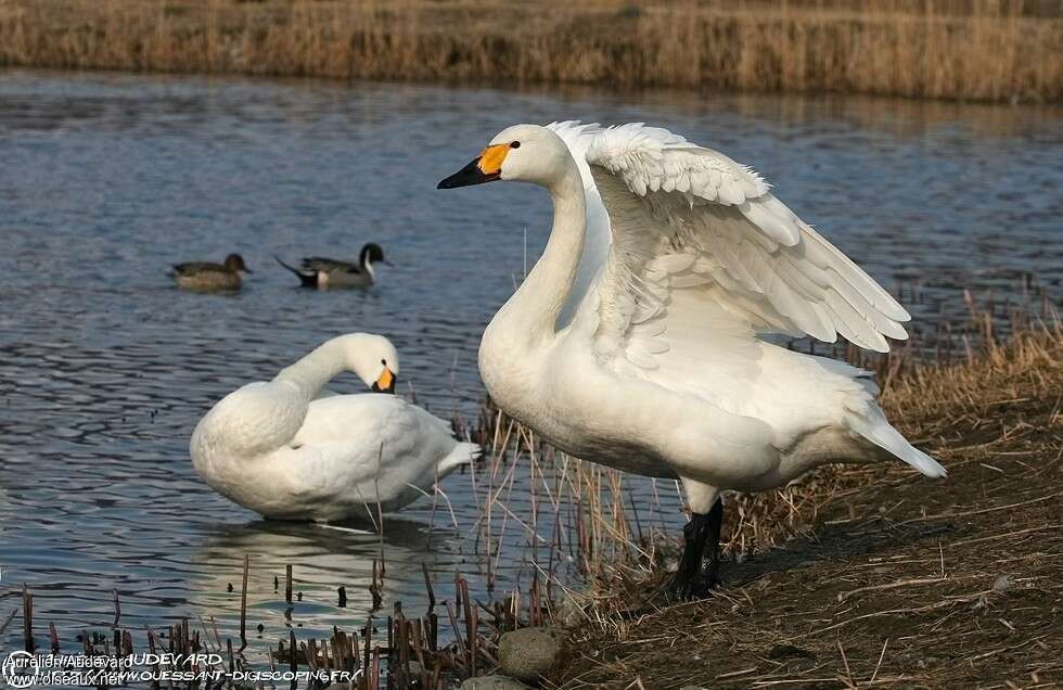 Cygne de Bewickadulte, composition, pigmentation