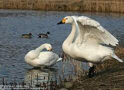 Cygne de Bewick