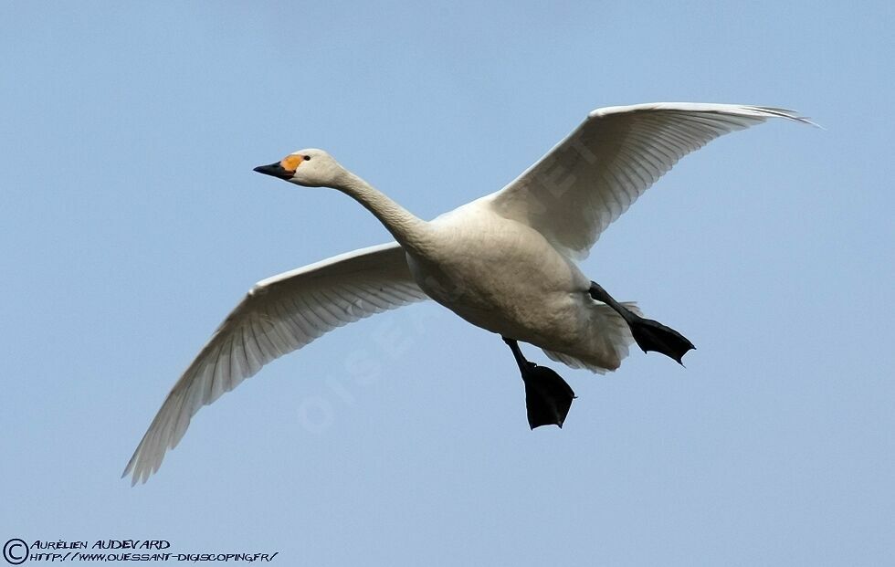 Cygne de Bewickadulte