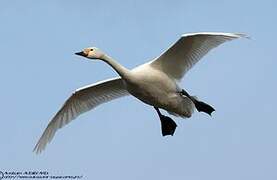 Cygne de Bewick