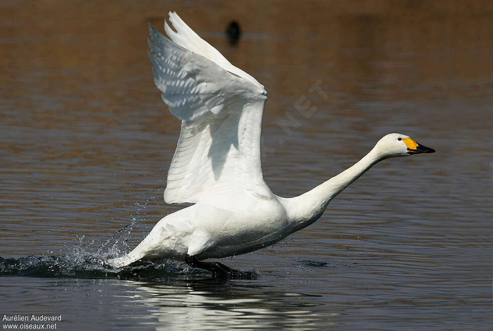 Cygne de Bewickadulte nuptial, Vol