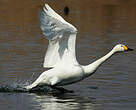 Cygne de Bewick