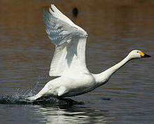 Tundra Swan